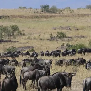 Explore 3 Day Masai Mara Wildlife Safari Adventure for 3 days with Bencia Africa Adventure and Safaris and discover unforgettable experiences - Photo 6