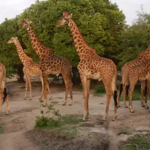 Explore 4 Days Masai Mara and Lake Nakuru Bush Safari for 4 days with Bencia Africa Adventure and Safaris and discover unforgettable experiences - Photo 6