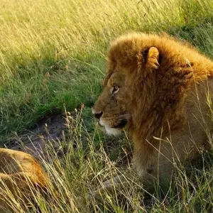 Explore 5 Days Amboseli, Tsavo East & Tsavo West Coastal Safari for 5 days with Bencia Africa Adventure and Safaris and discover unforgettable experiences - Photo 6