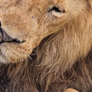 Explore 6 DAYS MASAI MARA-L.NAKURU-AMBOSELI  CLASSIC SAFARI for 6 days with Bencia Africa Adventure and Safaris and discover unforgettable experiences - Photo 6