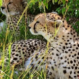 Explore 5 Days Amboseli, Tsavo East & Tsavo West Coastal Safari for 5 days with Bencia Africa Adventure and Safaris and discover unforgettable experiences - Photo 7