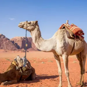 Explore Petra & Wadi Rum 3 Days from Tel Aviv / Jerusalem for 3 days with Bein Harim Tourism Services  and discover unforgettable experiences - Photo 4