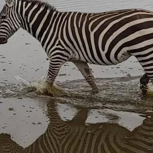 Explore 7 Days Masai Mara, Lake Naivasha, Lake Nakuru & Amboseli Safari for 7 days with Bencia Africa Adventure and Safaris and discover unforgettable experiences - Photo 6