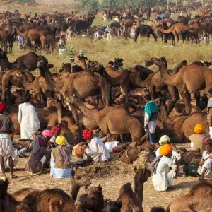 Explore India - Pushkar Camel Fair for 12 days with Best Single Travel and discover unforgettable experiences - Photo 2
