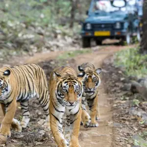 Explore India - Pushkar Camel Fair for 12 days with Best Single Travel and discover unforgettable experiences - Photo 3