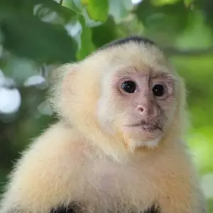Explore Costa Rica Eco-Beach Adventure 40's - 50's and 60's Singles Vacations for 10 days with Best Single Travel and discover unforgettable experiences - Photo 4