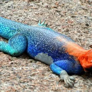 Explore Experience the Galapagos! 40's - 50's and 60's+ Singles Vacations for 10 days with Best Single Travel and discover unforgettable experiences - Photo 3