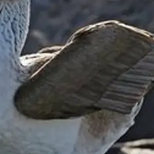 Explore Experience the Galapagos! 40's - 50's and 60's+ Singles Vacations for 10 days with Best Single Travel and discover unforgettable experiences - Photo 6