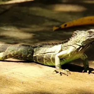 Explore Costa Rica Eco-Beach Adventure 40's - 50's and 60's Singles Vacations for 10 days with Best Single Travel and discover unforgettable experiences - Photo 8