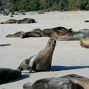 Explore Experience the Galapagos! 40's - 50's and 60's+ Singles Vacations for 10 days with Best Single Travel and discover unforgettable experiences - Photo 7