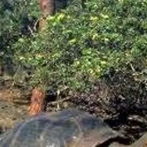 Explore Experience the Galapagos! 40's - 50's and 60's+ Singles Vacations for 10 days with Best Single Travel and discover unforgettable experiences - Photo 8