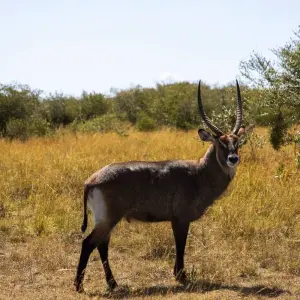 Explore Singles Safari - Kenya Africa 40's - 50's and 60's+ Singles Vacations for 10 days with Best Single Travel and discover unforgettable experiences - Photo 6