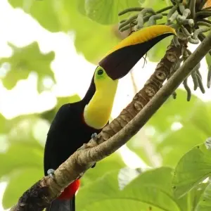 Explore Costa Rica Eco-Beach Adventure 40's - 50's and 60's Singles Vacations for 10 days with Best Single Travel and discover unforgettable experiences - Photo 10