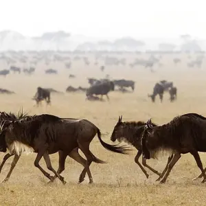 Explore Singles Safari - Kenya Africa 40's - 50's and 60's+ Singles Vacations for 10 days with Best Single Travel and discover unforgettable experiences - Photo 9