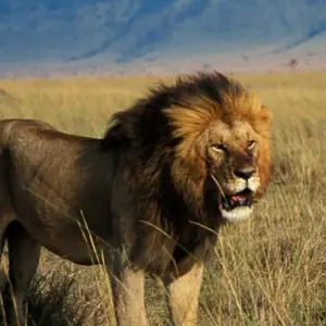 Explore Singles Safari - Kenya Africa 40's - 50's and 60's+ Singles Vacations for 10 days with Best Single Travel and discover unforgettable experiences - Photo 10