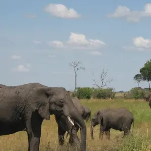 Explore Singles Safari - Kenya Africa 40's - 50's and 60's+ Singles Vacations for 10 days with Best Single Travel and discover unforgettable experiences - Photo 11