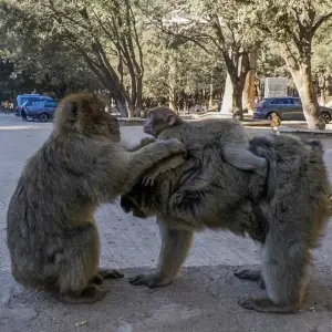 Explore Fes To Marrakech Via Merzouga Desert for 4 days with Best Tours Morocco and discover unforgettable experiences - Photo 3