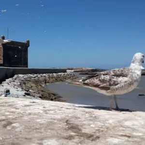 Explore Women only Morocco Private Tour (Fully Guided, 4* Hotels) for 14 days with Best Tours Morocco and discover unforgettable experiences - Photo 5