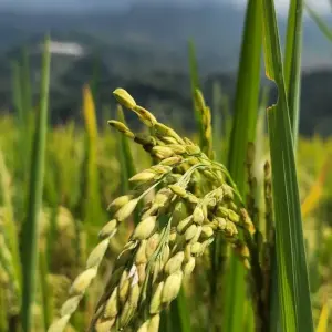 Explore Luxury Hanoi - Sapa 3D2N trekking all included with local guide for 3 days with Best Vietnam Tours and discover unforgettable experiences - Photo 8