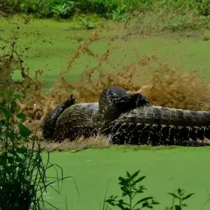 Explore 5-Day Wildlife Photography Tour for 5 days with Beyond Escapes and discover unforgettable experiences - Photo 2