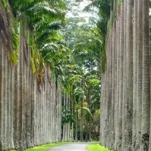 Explore 2-Day All-Inclusive Kandy And Nuwara Eliya Tour for 2 days with Beyond Escapes and discover unforgettable experiences - Photo 3