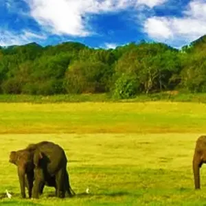 Explore 10-Day Nature and Wildlife Tour in Sri Lanka for 10 days with Beyond Escapes and discover unforgettable experiences - Photo 2
