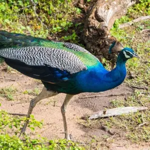 Explore Overnight Luxury Glamping in Yala With Return Transfers (From Galle) for 2 days with Beyond Escapes and discover unforgettable experiences - Photo 2