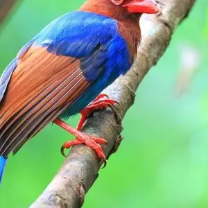 Explore Overnight Rain Forest Adventure in Sinharaja with Return Transfers for 2 days with Beyond Escapes and discover unforgettable experiences - Photo 3