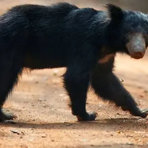 Explore Overnight adventure tour to Gal Oya National Park with Return Transfers for 2 days with Beyond Escapes and discover unforgettable experiences - Photo 2