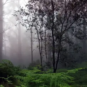 Explore Overnight Rain Forest Adventure in Sinharaja with Return Transfers for 2 days with Beyond Escapes and discover unforgettable experiences - Photo 4