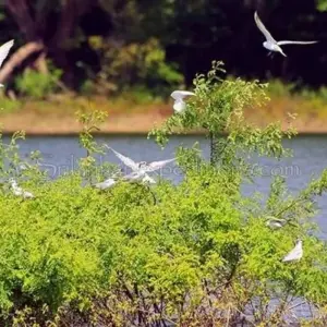 Explore Overnight adventure tour to Gal Oya National Park with Return Transfers for 2 days with Beyond Escapes and discover unforgettable experiences - Photo 5