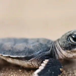 Explore 6-Day Coastal Honeymoon Tour for 6 days with Beyond Escapes and discover unforgettable experiences - Photo 4