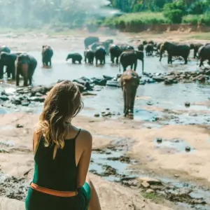 Explore 3-Day Glimpse of Sri Lanka Private Tour for 3 days with Beyond Escapes and discover unforgettable experiences - Photo 11