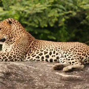 Explore Overnight Luxury Glamping in Yala With Return Transfers (From Galle) for 2 days with Beyond Escapes and discover unforgettable experiences - Photo 10