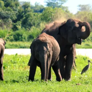 Explore 9-Day Tour of Undiscovered Sri Lanka for 9 days with Beyond Escapes and discover unforgettable experiences - Photo 5