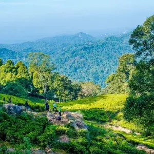 Explore Overnight All-Inclusive Tea Plantation Adventure in Kandy for 2 days with Beyond Escapes and discover unforgettable experiences - Photo 2