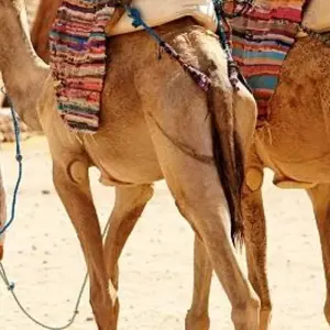 Explore Luxurious Egypt (5* Nile cruise/ hurghadal all inclusive )with  domestic flight for 9 days with Beyond The Nile Tours and discover unforgettable experiences - Photo 6