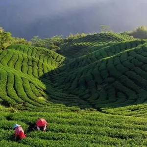 Explore 10 nights 11 days Sikkim-Bhutan-Nepal Group Tour 2024-2026 for 11 days with Bhutan Travel Gate and discover unforgettable experiences - Photo 2