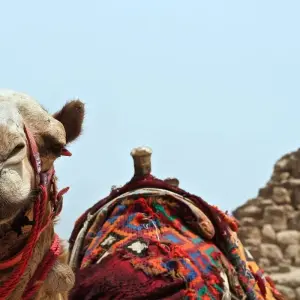 Explore Pharaohs Nile Cruise Adventure - Return Flights Included for 8 days with Beyond The Nile Tours and discover unforgettable experiences - Photo 6