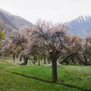 Explore Pakistan- Women's Expedition to Hunza Valley for 9 days with Beyond the Valley  and discover unforgettable experiences - Photo 10