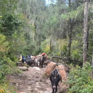 Explore Pristine Druk Path Trek for 10 days with Bhutan Green Travel (BGT) and discover unforgettable experiences - Photo 5
