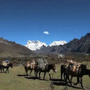 Explore Bhutan Jomolhari Mountain Festival & Trekking Adventure for 12 days with Bhutan Acorn Tours & Travel and discover unforgettable experiences - Photo 4