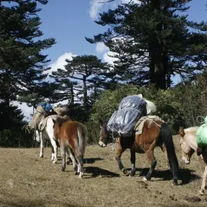 Explore Bhutan Scenic Jomolhari Laya Gasa Trek for 17 days with Bhutan Acorn Tours & Travel and discover unforgettable experiences - Photo 8