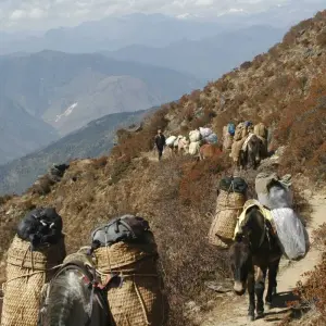 Explore Dagala Thousand Lakes Trek in Bhutan for 10 days with Bhutan Acorn Tours & Travel and discover unforgettable experiences - Photo 7