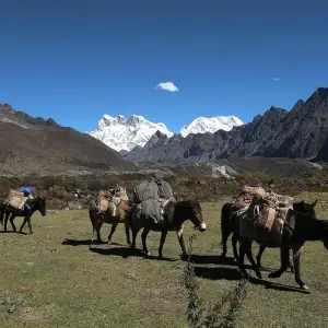 Explore Wonders of Bhutan With 3-Day Gangtey Nature Trek for 12 days with Bhutan Acorn Tours & Travel and discover unforgettable experiences - Photo 11