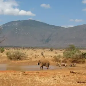 Explore 5 Days Wildlife Adventure - Mombasa for 5 days with Bigzone Africa Safaris and discover unforgettable experiences - Photo 4