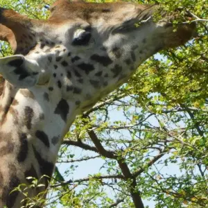 Explore 5 Days Wildlife Adventure - Mombasa for 5 days with Bigzone Africa Safaris and discover unforgettable experiences - Photo 5