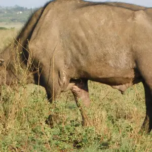 Explore 5 Days Wildlife Adventure - Mombasa for 5 days with Bigzone Africa Safaris and discover unforgettable experiences - Photo 6