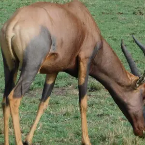 Explore 5 Days Wildlife Adventure - Mombasa for 5 days with Bigzone Africa Safaris and discover unforgettable experiences - Photo 7