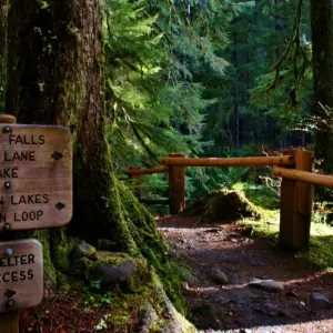 Explore Olympic National Park & Discovery Trail Bike Tour for 6 days with Bicycle Adventures and discover unforgettable experiences - Photo 4